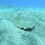 La Nona Urban Cruz 아파트